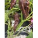 Naganero Scorpion Caramel Pepper Seeds Naganero Scorpion Caramel Pepper Seeds