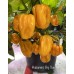 Habanero Big Sun Pepper Seeds Habanero Big Sun Pepper Seeds