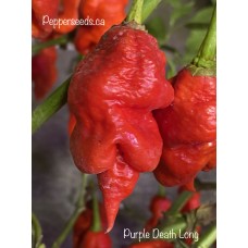 Purple Death Long Pepper Seeds 