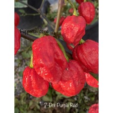 7-Pot Purple Red Pepper Seeds 