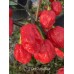 7-Pot Purple Red Pepper Seeds 