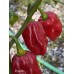 Roulette Pepper Seeds 