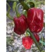 Roulette Pepper Seeds 