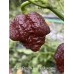7-Pot Primo x Bhutlah Chocolate Pepper Seeds 