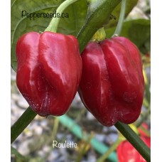 Roulette Pepper Seeds 