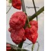 7-Pot Purple Red Pepper Seeds 
