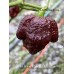 7-Pot Primo x Bhutlah Chocolate Pepper Seeds 