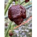 7-Pot Primo x Bhutlah Chocolate Pepper Seeds 