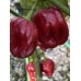 Roulette Pepper Seeds 