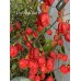 7-Pot Purple Red Pepper Seeds 