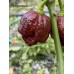 7-Pot Primo x Bhutlah Chocolate Pepper Seeds 