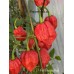 7-Pot Purple Red Pepper Seeds 
