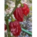 Roulette Pepper Seeds 