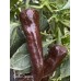 Pasilla Oaxaca Pepper Seeds