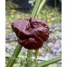 7-Pot Primo x Bhutlah Chocolate Pepper Seeds 