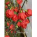7-Pot Purple Red Pepper Seeds 