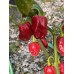 Roulette Pepper Seeds 