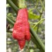 Trinidad Scorpion SR Long Pepper Seeds