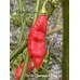 Trinidad Scorpion SR Long Pepper Seeds