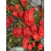7-Pot Purple Red Pepper Seeds 