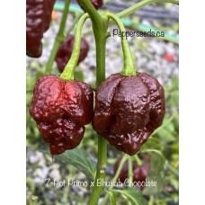 7-Pot Primo x Bhutlah Chocolate Pepper Seeds 