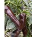 Pasilla Oaxaca Pepper Seeds