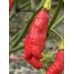 Trinidad Scorpion SR Long Pepper Seeds