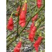 Trinidad Scorpion SR Long Pepper Seeds