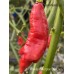 Trinidad Scorpion SR Long Pepper Seeds