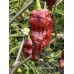 Ghost Purple Chocolate Pepper Seeds 