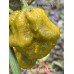 Brent’s Apocalypse Mustard Pepper Seeds 