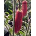 Serrano De Sol Pepper Seeds 