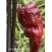 Ghost Purple Chocolate Pepper Seeds 
