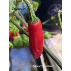 Serrano Huasteco Pepper Seeds