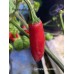 Serrano Huasteco Pepper Seeds