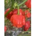 BOC x Primo x Purple Naga Pepper Seeds 