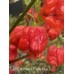 BOC x Primo x Purple Naga Pepper Seeds 