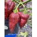 APS Ghost Chocolate Pepper Seeds APS Ghost Chocolate Pepper Seeds