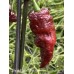 Ghost Purple Chocolate Pepper Seeds 