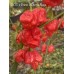 BOC x Primo x Purple Naga Pepper Seeds 
