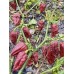 APS Ghost Chocolate Pepper Seeds APS Ghost Chocolate Pepper Seeds