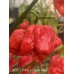 BOC x Primo x Purple Naga Pepper Seeds 