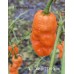 APS Orange 7 Pot Cross Pepper Seeds 
