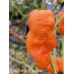 APS Orange 7 Pot Cross Pepper Seeds 