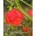 BOC x Primo x Purple Naga Pepper Seeds 