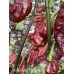 Ghost Purple Chocolate Pepper Seeds 