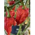 Devils Tongue Red Pepper Seeds