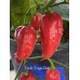 Devils Tongue Red Pepper Seeds