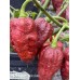 APS Ghost Chocolate Pepper Seeds APS Ghost Chocolate Pepper Seeds