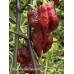 Ghost Purple Chocolate Pepper Seeds 